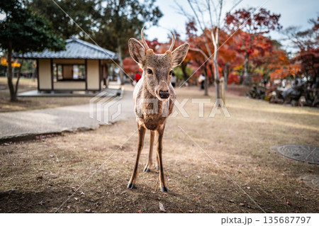 【秋】奈良公園の鹿【紅葉】 135687797
