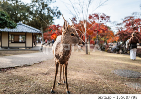 【秋】奈良公園の鹿【紅葉】 【秋】奈良公園の鹿【紅葉】 135687798