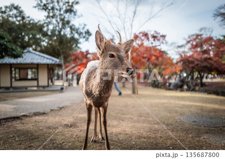 【秋】奈良公園の鹿【紅葉】 【秋】奈良公園の鹿【紅葉】 135687800