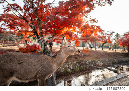 【秋】奈良公園の鹿【紅葉】 135687802