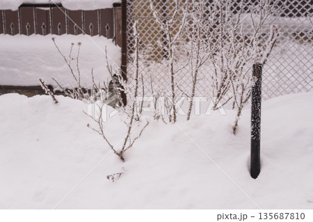 Snow-covered garden fence with frosted branches and winter landscape in serene outdoor setting 135687810