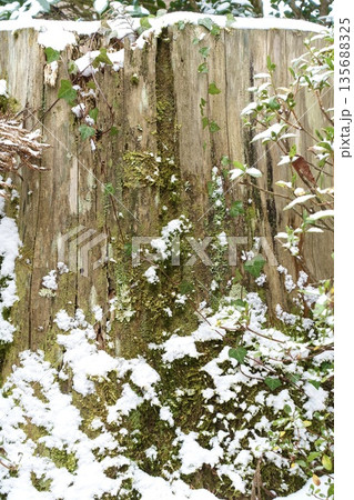 雪が積もった木の切り株 135688325