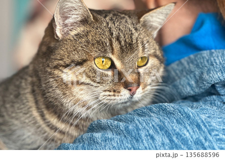 Homeless cat at an animal shelter. Cat on a volunteer's hands. 135688596