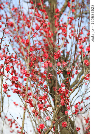 早春に満開の紅梅の花 日本の梅の木 早春に満開の紅梅の花 日本の梅の木 135688628