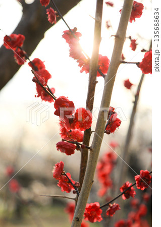 春を感じる紅梅の花 クローズアップ 135688634