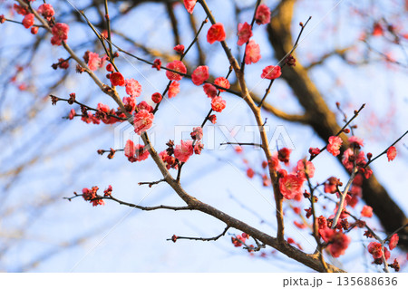 青空に映える紅梅の花のクローズアップ 青空に映える紅梅の花のクローズアップ 135688636