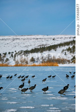 A flock of black waterfowl (Fulica atra) walking on the surface of a frozen ice lake in winter 135688677