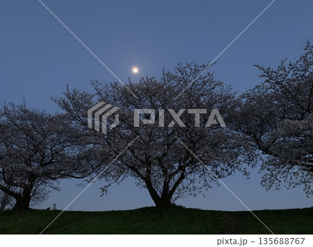 夕暮れ空に浮かぶ月と桜のシルエット 135688767