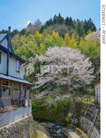 Cherry blossoms are blooming in April in Aizu-Wakamatsu 135689120