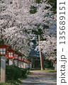 Cherry blossoms are blooming in April in Aizu-Wakamatsu 135689151