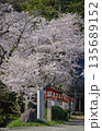Cherry blossoms are blooming in April in Aizu-Wakamatsu 135689152