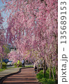 Cherry blossoms are blooming in April in Aizu-Wakamatsu 135689153