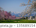 Cherry blossoms are blooming in April in Aizu-Wakamatsu 135689154