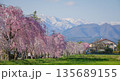 Cherry blossoms are blooming in April in Aizu-Wakamatsu 135689155