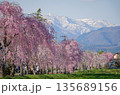 Cherry blossoms are blooming in April in Aizu-Wakamatsu 135689156