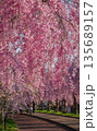 Cherry blossoms are blooming in April in Aizu-Wakamatsu 135689157
