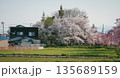 Cherry blossoms are blooming in April in Aizu-Wakamatsu 135689159