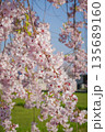 Cherry blossoms are blooming in April in Aizu-Wakamatsu 135689160