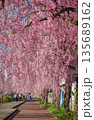 Cherry blossoms are blooming in April in Aizu-Wakamatsu 135689162