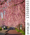 Cherry blossoms are blooming in April in Aizu-Wakamatsu 135689163