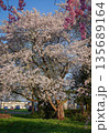 Cherry blossoms are blooming in April in Aizu-Wakamatsu 135689164
