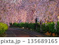 Cherry blossoms are blooming in April in Aizu-Wakamatsu 135689165