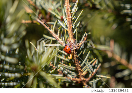 Vibrant red ladybug beetle crawling on a textured green conifer branch alongside a small yellow larva, symbolizing natural pest control and garden ecology Vibrant red ladybug beetle crawling on a textured green conifer branch alongside a small yellow larva, symbolizing natural pest control and garden ecology 135689481