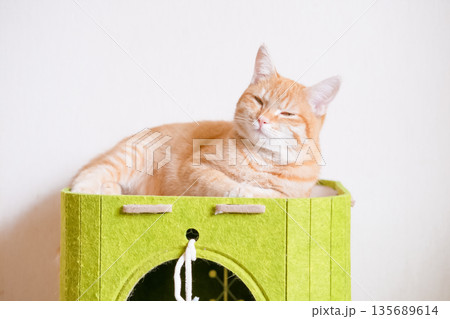 Red cat lying on a green house Red cat lying on a green house 135689614