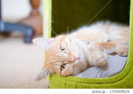 Red cat lying on a green house Red cat lying on a green house 135689620