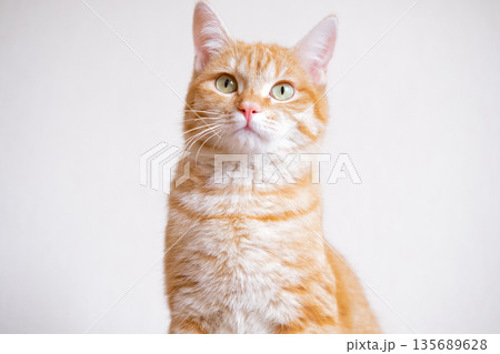 Red Cat on a White Background 135689628