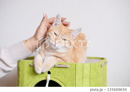 Female hand stroking ginger cat licking house Female hand stroking ginger cat licking house 135689630
