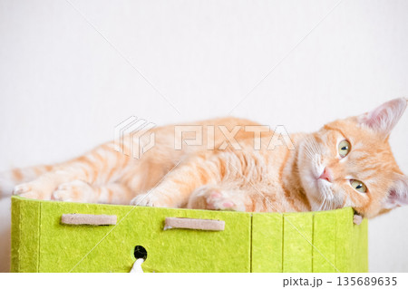 Red cat lying on a green house 135689635