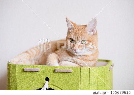 Red cat lying on a green house Red cat lying on a green house 135689636