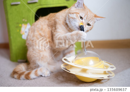 Ginger cat playing with a toy on the floor 135689637