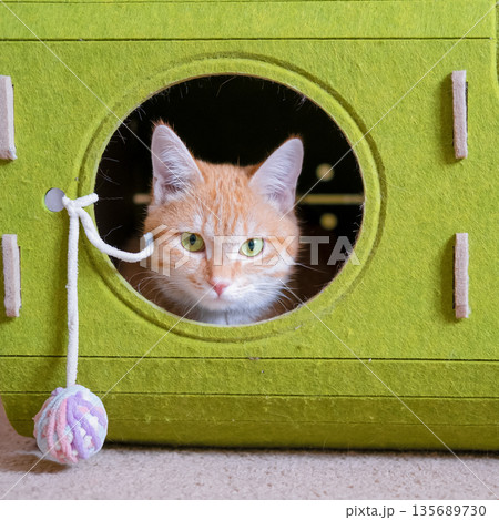 Red cat lying on a green house 135689730