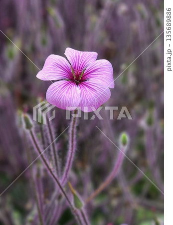 A single pink flower is the main focus of the image 135689886