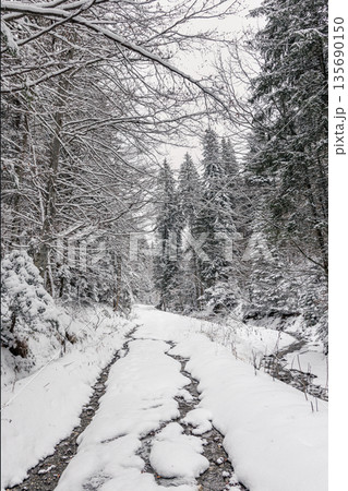 Snowy forest road in winter, Carpathian Mountains, Romania Snowy forest road in winter, Carpathian Mountains, Romania 135690150