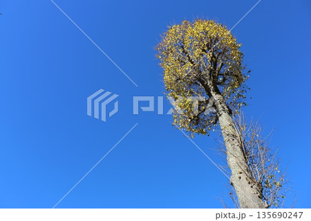 A tall tree with yellow leaves stands in front of a clear blue sky A tall tree with yellow leaves stands in front of a clear blue sky 135690247