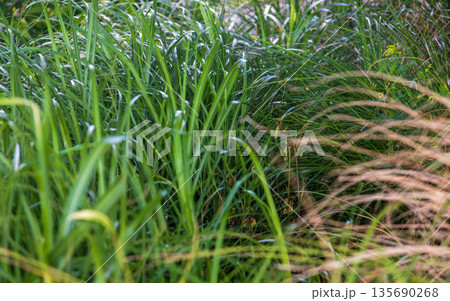 緑の草 青草 緑草 135690268