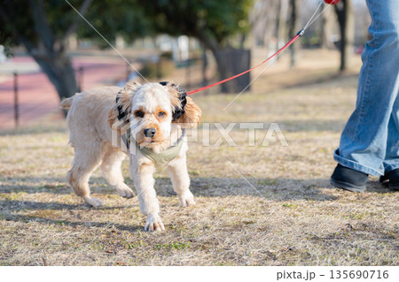 散歩する犬 散歩する犬 135690716