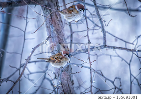 A eurasian tree sparrow on a branch in a winter forest A eurasian tree sparrow on a branch in a winter forest 135691001