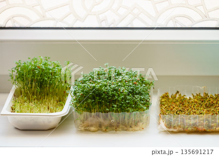 Cress in a makeshift pot standing on windowsil Cress in a makeshift pot standing on windowsil 135691217