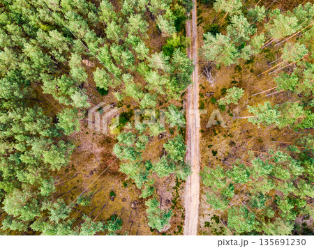 Tuchola forest in Poland. Aerial view 135691230