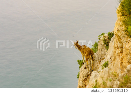Wild mountain goat on rock in Spain 135691310