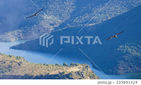Vulture birds in flight over Douro park Vulture birds in flight over Douro park 135691324