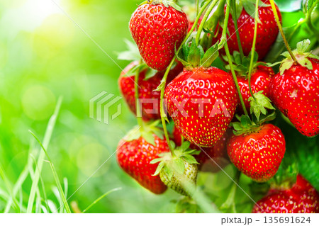 Fresh red strawberry fruit Fresh red strawberry fruit 135691624