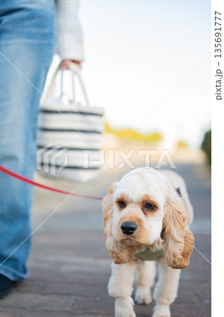 散歩する犬 135691777