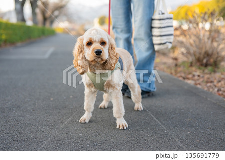 散歩する犬 135691779