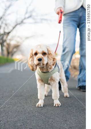 散歩する犬 散歩する犬 135691780