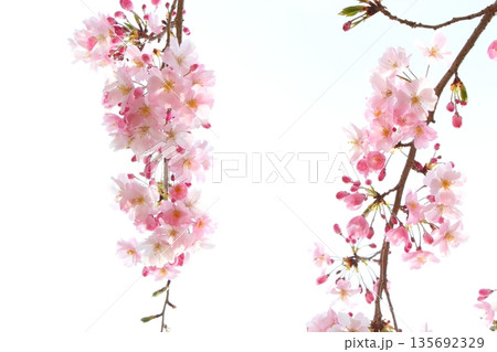 淡いピンクの思川桜 【白背景】 【空背景】 135692329